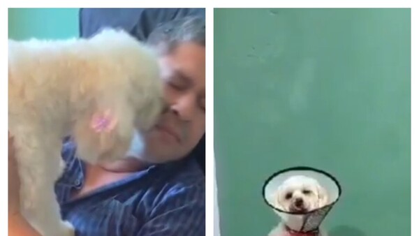 Pleito entre dos familias por la adopción de una perrita