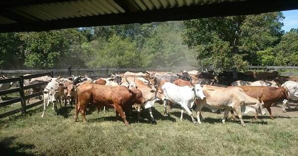 La Nación / Confirman dos casos de rabia bovina en Caaguazú