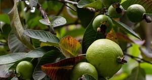 La Nación / No es la naranja ni el kiwi: la fruta tropical con más vitamina C y magnesio