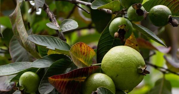 La Nación / No es la naranja ni el kiwi: la fruta tropical con más vitamina C y magnesio