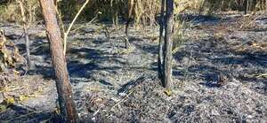 Municipalidad de Areguá ignora denuncias de delitos ambientales - Nacionales - ABC Color