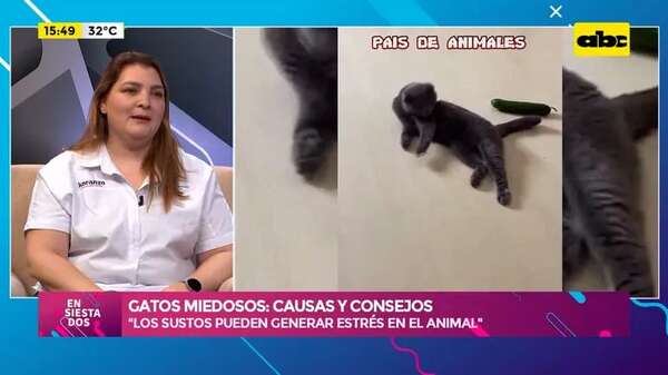 Gatos miedosos: causas y consejos - Ensiestados - ABC Color