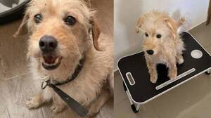 “Rayo” se perdió y su dueño para aguantar el techaga’u le mandó a hacer un peluche
