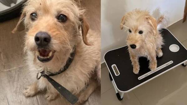 “Rayo” se perdió y su dueño para aguantar el techaga’u le mandó a hacer un peluche