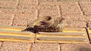 Una serpiente sorprende en el microcentro de Ciudad del Este