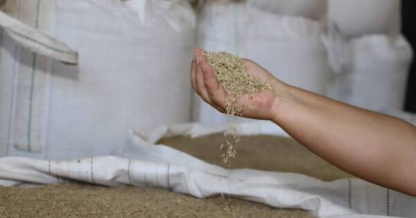 La Nación / “El arroz pasó a ser un rubro demasiado importante”, dice titular del Senave