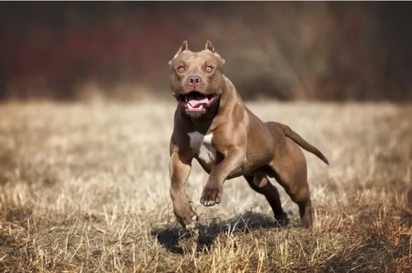 Dos perros pitbull matan a una doctora en Nicaragua, la tercera víctima de canes en un mes