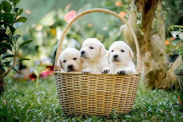 Mascotas: Vacunas para cachorros en su primer año de vida - Mascotas - ABC Color