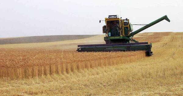 La Nación / Brasil es comprador principal del arroz