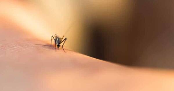 La Nación / Dengue: Río de Janeiro registra un aumento de 600 % de notificaciones de casos