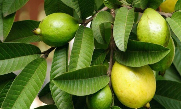 La fruta tropical con más vitamina C y magnesio