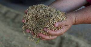 La Nación / Proyectan menor rendimiento de arroz para la zafra 2023/24