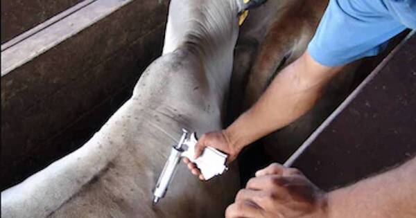 La Nación / Inician vacunación contra la rabia bovina tras brote en Caaguazú