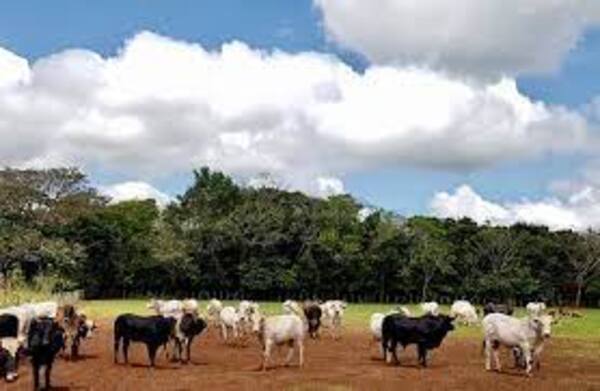 Rabia bovina moviliza urgente a SENACSA hacia Caaguazú para realizar vacunación - La Tribuna