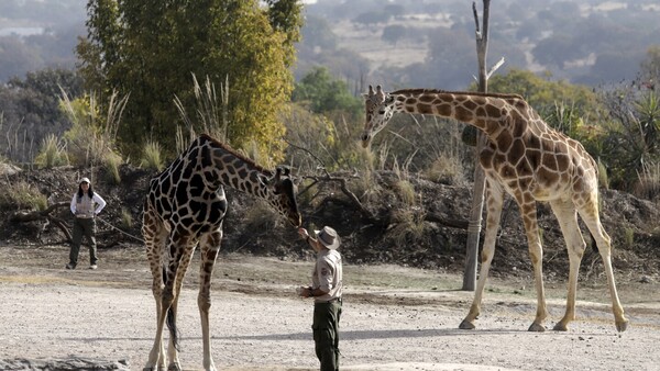 La jirafa Benito se integra a su nueva familia tras vivir maltratada