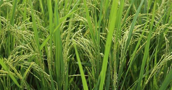 La Nación / Nuevas técnicas de mejoramiento en la agricultura