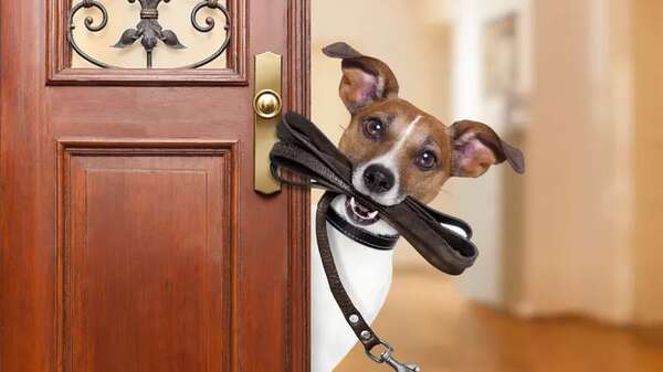 Mascotas: Beneficios de la actividad física para nuestros perros - Mascotas - ABC Color