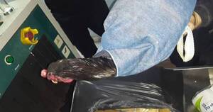 Diario HOY | Decomisan 66 gallos de riña en cárcel, otro negocio ilegal que mueve  millones