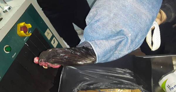 Diario HOY | Decomisan 66 gallos de riña en cárcel, otro negocio ilegal que mueve millones