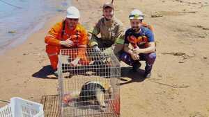 Bomberos rescatan a un oso melero de una barcaza en San Antonio