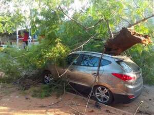 Enorme rama cayó sobre un vehículo estacionado en barrio Obrero - Nacionales - ABC Color