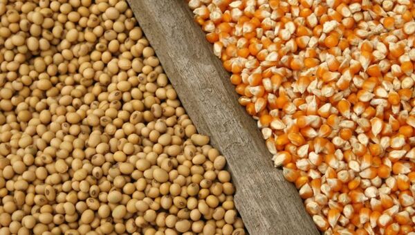 Una de cal y otra de arena: Paraguay exportó más soja pero menos maíz en 2023 (ingresaron US$ 3.422 millones por la oleaginosa)