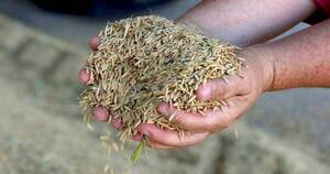 La Nación / Proyectan menor rendimiento de arroz