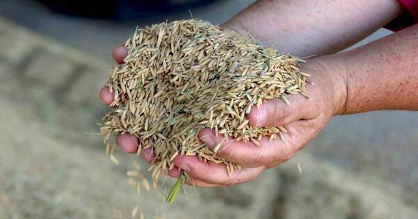 La Nación / Proyectan menor rendimiento de arroz
