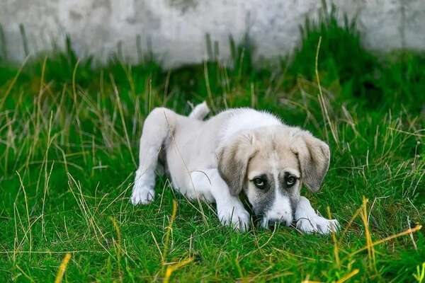 Mascotas: La enfermedad del lupus canino - Mascotas - ABC Color