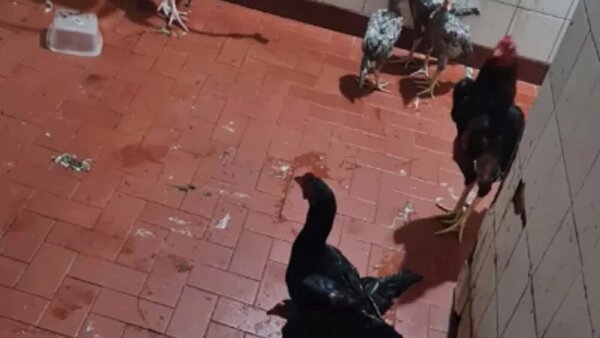 Rescatan gallos, gallinas y polluelos de la cárcel de Tacumbú - Radio Imperio 106.7 FM