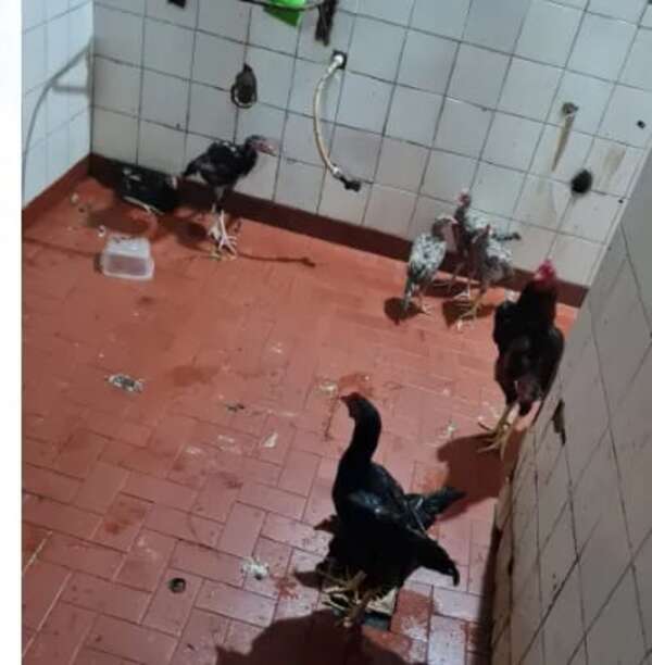 Tacumbú: rescatan casi 80 gallos y pollitos de la cárcel - Nacionales - ABC Color