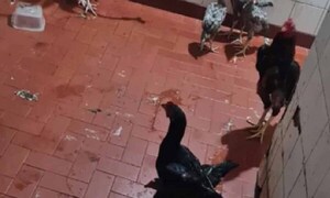 Rescatan gallos, gallinas y polluelos de la cárcel de Tacumbú – Prensa 5