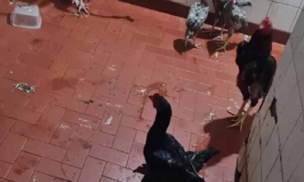 Rescatan gallos, gallinas y polluelos de la cárcel de Tacumbú – Prensa 5