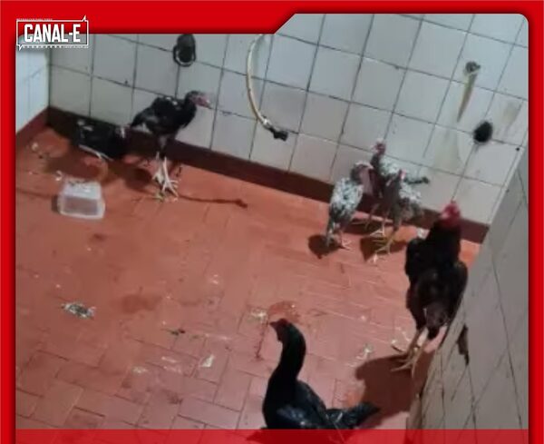 VARIOS GALLOS FUERON RESCATADOS DE TACUMBÚ