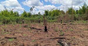 Diario HOY | Operativo antidrogas en la Reserva Mbaracayú permitió destruir 34 hectáreas de marihuana