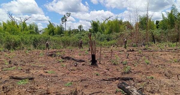 Diario HOY | Operativo antidrogas en la Reserva Mbaracayú permitió destruir 34 hectáreas de marihuana