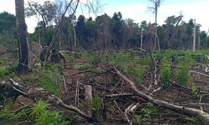 Destruyen plantaciones de marihuana en la Reserva de Mbarakaju