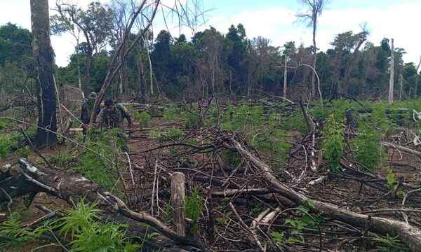 Destruyen plantaciones de marihuana en la Reserva de Mbarakaju