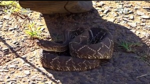 Susto en el Este: Encontraron una serpiente de cascabel - SNT