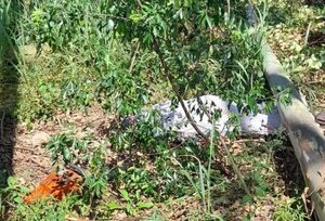 ÁRBOL CAYÓ SOBRE UN HOMBRE Y LO MATÓ