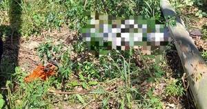 La Nación / Un hombre falleció luego de que un árbol de eucalipto le cayera encima