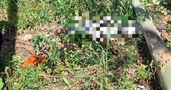 La Nación / Un hombre falleció luego de que un árbol de eucalipto le cayera encima