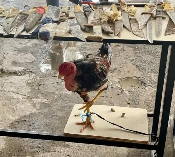 Así funcionaba el negocio de la riña de gallos en Tacumbú - trece