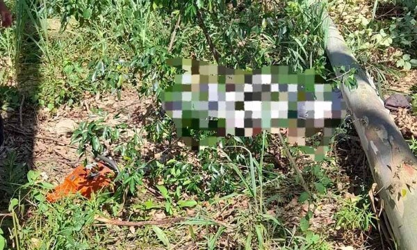 Un hombre falleció luego de que un árbol de eucalipto le cayera encima en Caazapá – Prensa 5