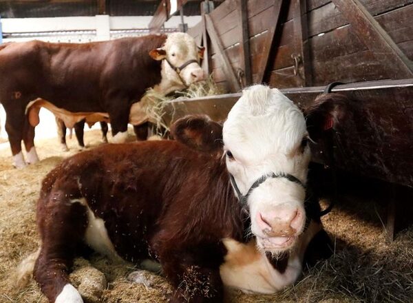 Ganaderos paraguayos afirman que el acuerdo con la UE no perjudicar谩 al peque帽o productor - Revista PLUS