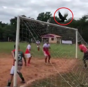 [VIDEO] Pájaro hizo “pase gol” y salvó del descenso a un equipo