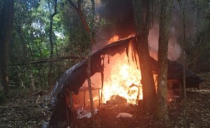 Destruyeron plantaciones de marihuana en reserva nacional