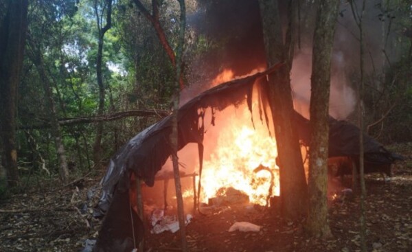 Destruyeron plantaciones de marihuana en reserva nacional