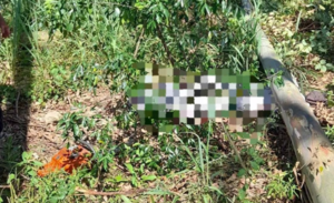 Muere un hombre tras caerle un árbol de eucalipto encima - Noticiero Paraguay