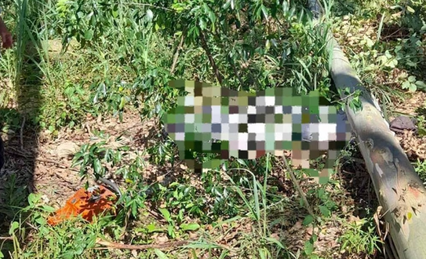 Muere un hombre tras caerle un árbol de eucalipto encima - Noticiero Paraguay